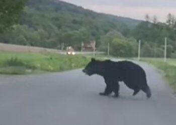 Niedźwiedź biegał po drodze w okolicach Siemuszowej i Tyrawy Solnej [WIDEO]