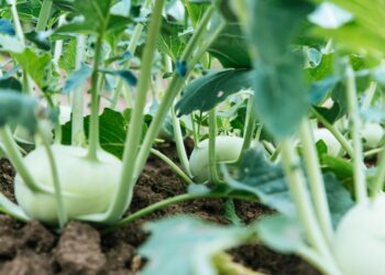 Kiedy wysiewać i wysadzać warzywa ciepłolubne?