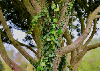 Park Dendrologiczny na Zalesiu