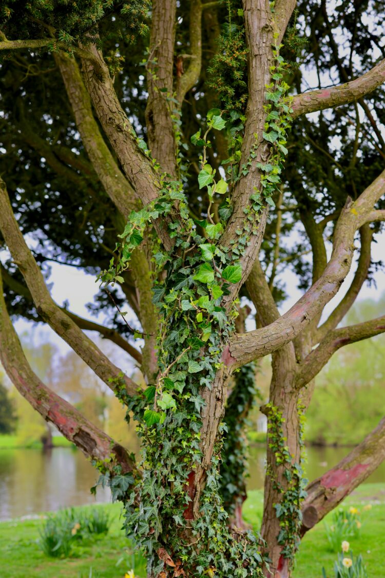 Park Dendrologiczny na Zalesiu