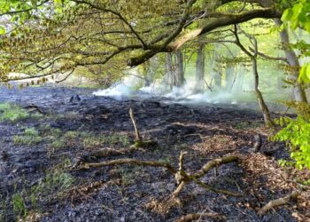 Susza w lasach regionu. Ponad sto czterdzieści pożarów od początku roku