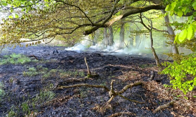 Susza w lasach regionu. Ponad sto czterdzieści pożarów od początku roku