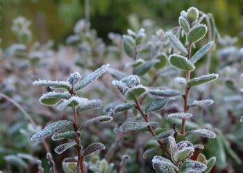 IMGW ostrzega przed przymrozkami w 7 powiatach na Podkarpaciu
