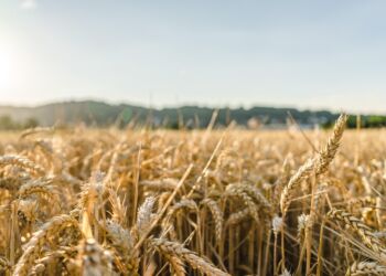 32. edycja ogólnopolskiego konkursu „AgroLiga” rozstrzygnięta – laureaci także z Podkarpacia