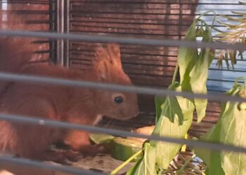 Zwierzomaniak – Wiewiórka