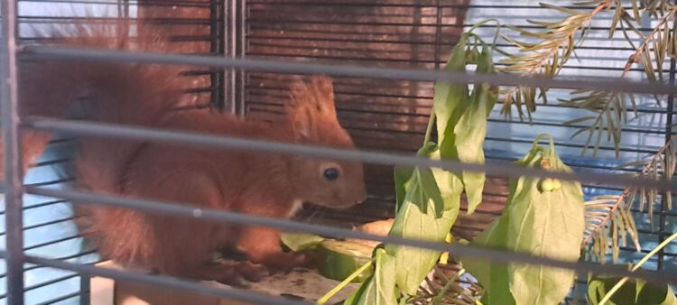 Zwierzomaniak – Wiewiórka