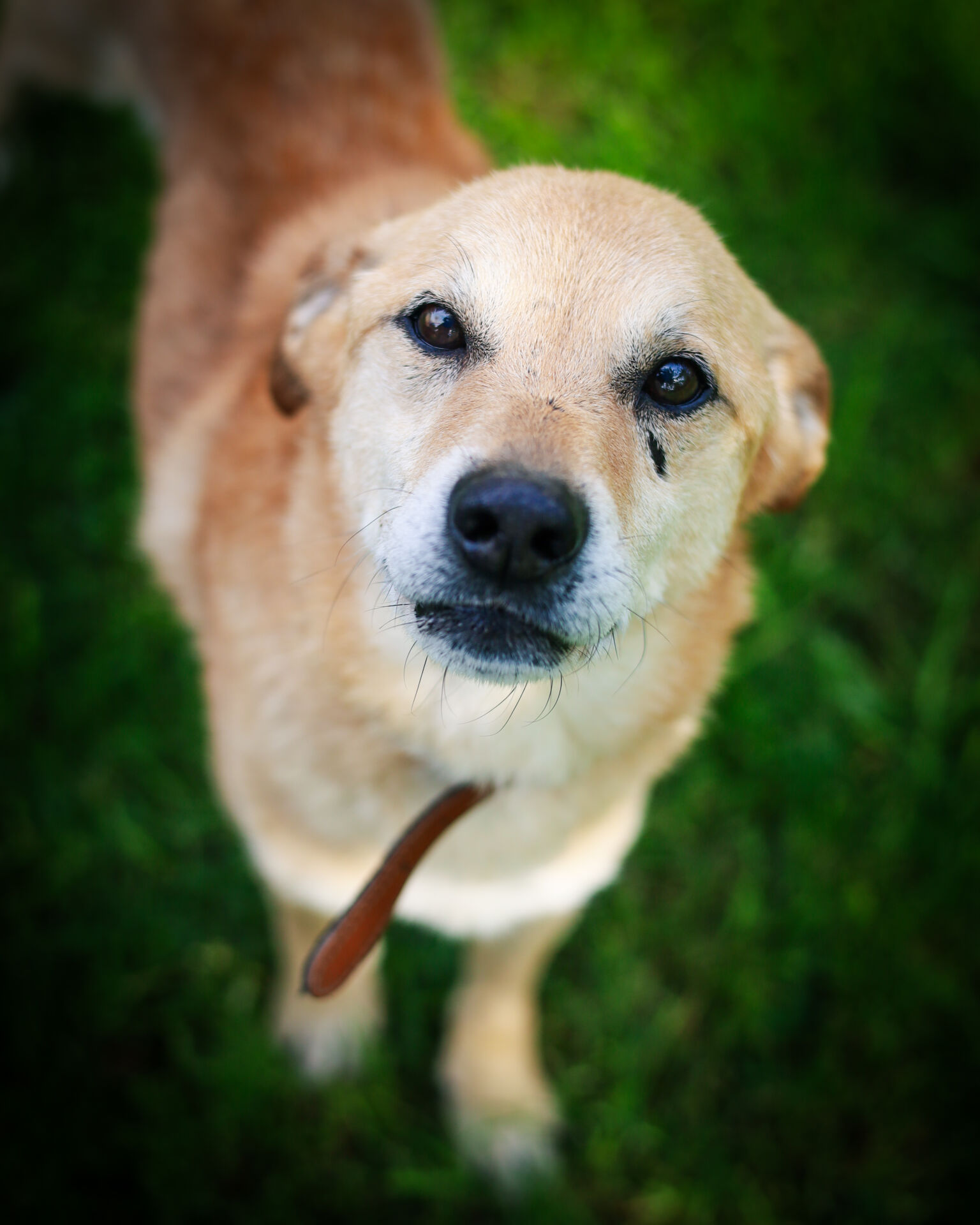 Na cztery łapy. Fakty i mity klatek kennelowych - Polskie Radio Rzeszów