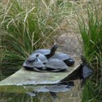 Podrzucane w arboretum żółwie ozdobne są zagrożeniem dla żółwi błotnych - Polskie Radio Rzeszów