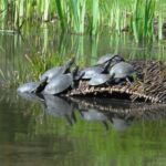 Podrzucane w arboretum żółwie ozdobne są zagrożeniem dla żółwi błotnych - Polskie Radio Rzeszów