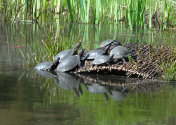 Podrzucane w arboretum żółwie ozdobne są zagrożeniem dla żółwi błotnych