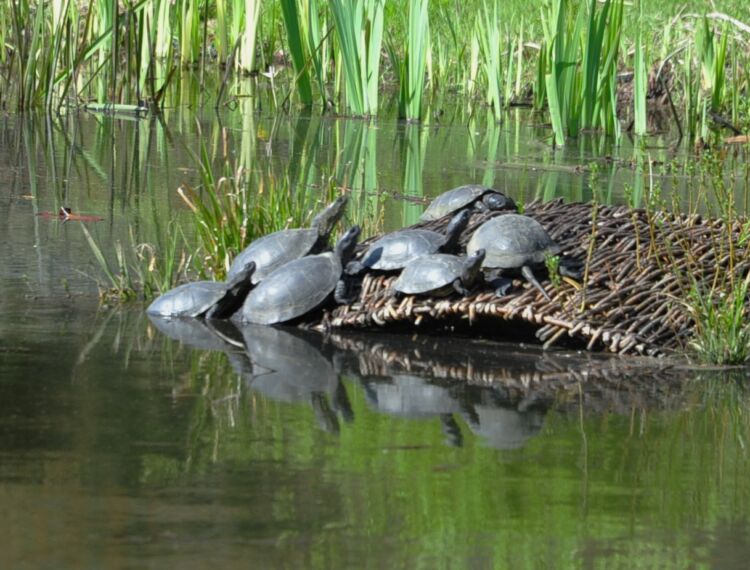 Podrzucane w arboretum żółwie ozdobne są zagrożeniem dla żółwi błotnych