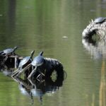 Podrzucane w arboretum żółwie ozdobne są zagrożeniem dla żółwi błotnych - Polskie Radio Rzeszów