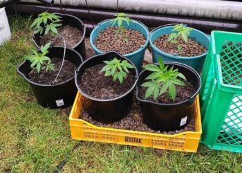 Wpadł z konopiami po tym, jak brat ukradł paliwo z lokomotywy