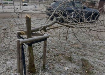 Nastolatek zniszczył drzewa w stalowowolskim w Parku Zimnej Wody