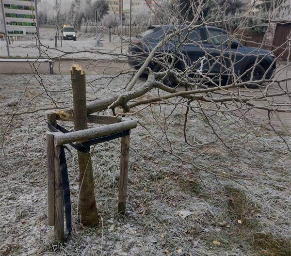 Nastolatek zniszczył drzewa w stalowowolskim w Parku Zimnej Wody 7 - Polskie Radio Rzeszów Nastolatek zniszczył drzewa w stalowowolskim w Parku Zimnej Wody