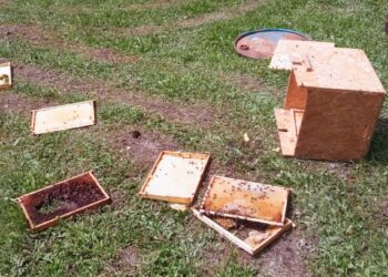 Niedźwiedź zniszczył pasiekę. Skusiły go larwy pszczół