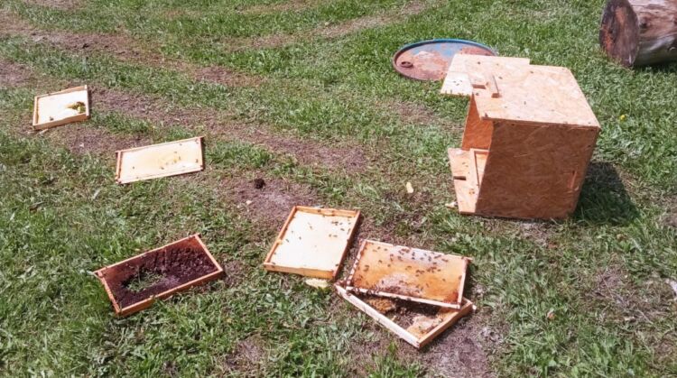 Niedźwiedź zniszczył pasiekę. Skusiły go larwy pszczół