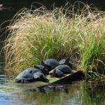 Podrzucane w arboretum żółwie ozdobne są zagrożeniem dla żółwi błotnych - Polskie Radio Rzeszów