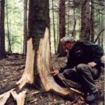 W bieszczadzkich lasach można natknąć się na drzewa odarte z kory. To sprawka niedźwiedzi - Polskie Radio Rzeszów