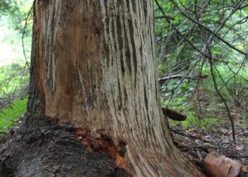 W bieszczadzkich lasach można natknąć się na drzewa odarte z kory. To sprawka niedźwiedzi