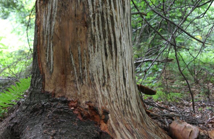 W bieszczadzkich lasach można natknąć się na drzewa odarte z kory. To sprawka niedźwiedzi