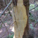 W bieszczadzkich lasach można natknąć się na drzewa odarte z kory. To sprawka niedźwiedzi - Polskie Radio Rzeszów