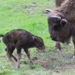 Trzy żubry przyszły na świat w zagrodzie pokazowej w Mucznem - Polskie Radio Rzeszów