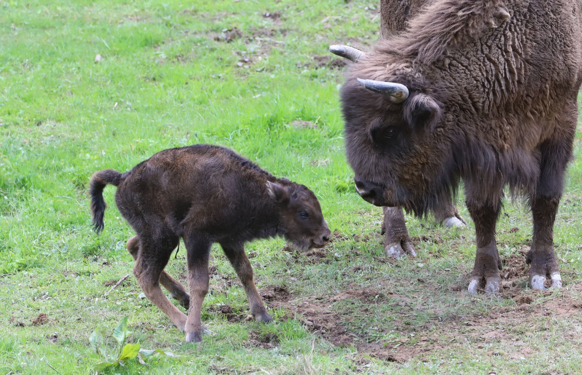 Trzy żubry przyszły na świat w zagrodzie pokazowej w Mucznem 2 - Polskie Radio Rzeszów Trzy żubry przyszły na świat w zagrodzie pokazowej w Mucznem - Polskie Radio Rzeszów