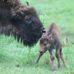 Trzy żubry przyszły na świat w zagrodzie pokazowej w Mucznem - Polskie Radio Rzeszów