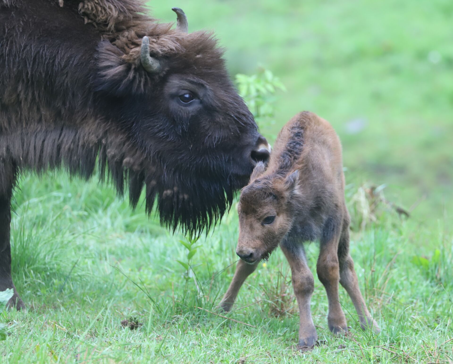 Trzy żubry przyszły na świat w zagrodzie pokazowej w Mucznem 3 - Polskie Radio Rzeszów Trzy żubry przyszły na świat w zagrodzie pokazowej w Mucznem - Polskie Radio Rzeszów
