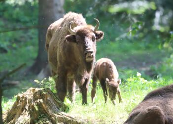 Trzy żubry przyszły na świat w zagrodzie pokazowej w Mucznem