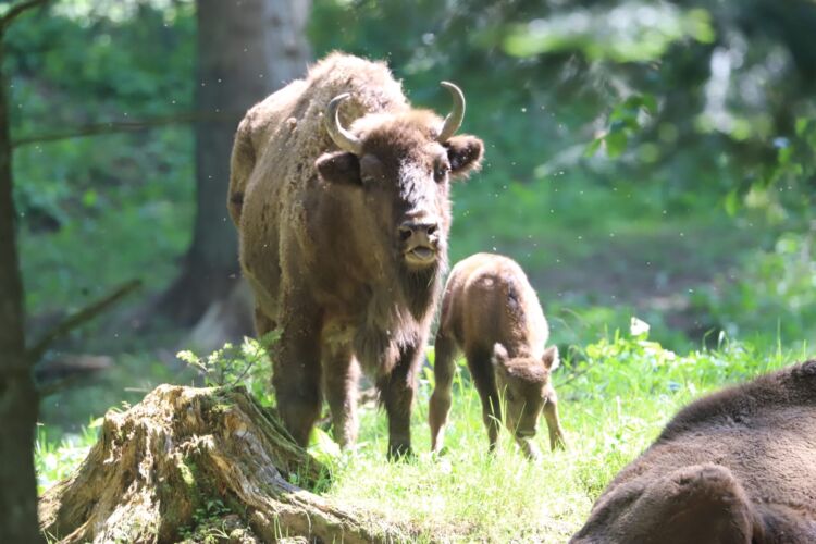 Trzy żubry przyszły na świat w zagrodzie pokazowej w Mucznem 1 - Polskie Radio Rzeszów Trzy żubry przyszły na świat w zagrodzie pokazowej w Mucznem