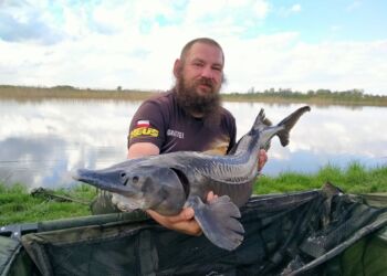 Sumy to opiekuńcze ryby