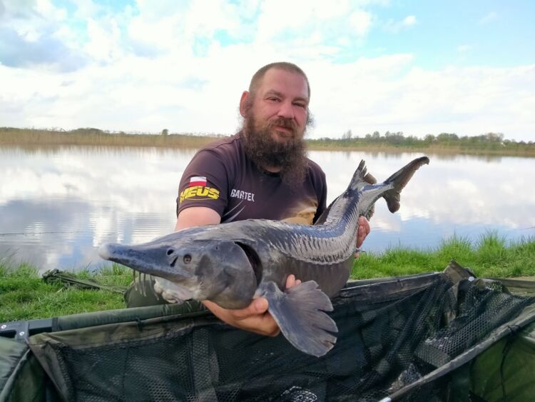 Sumy to opiekuńcze ryby