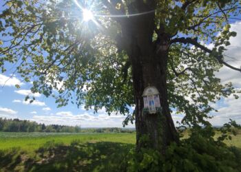 Gdzie nogi poniosą? Do źródeł Lubczy