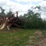 150-letnia lipa św. Jana Napomucena nie przetrwała nocnej nawałnicy - Polskie Radio Rzeszów