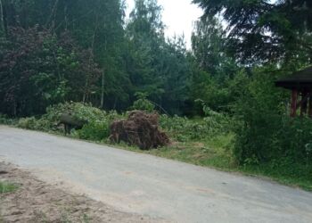 W regionie mocno powieje. Służby radzą unikać drzew