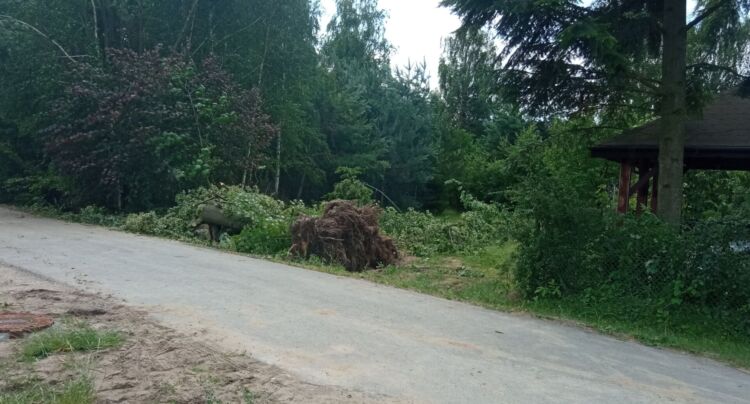 W regionie mocno powieje. Służby radzą unikać drzew 1 - Polskie Radio Rzeszów W regionie mocno powieje. Służby radzą unikać drzew