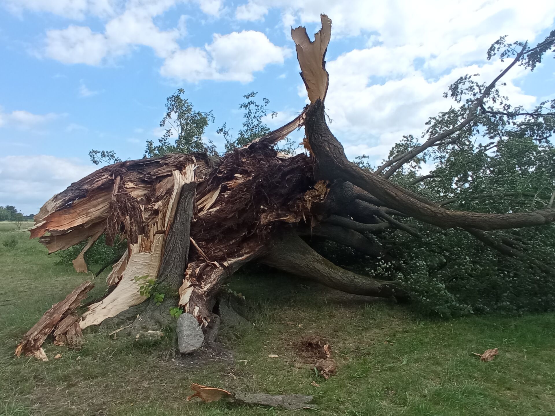 150-letnia lipa św. Jana Napomucena nie przetrwała nocnej nawałnicy