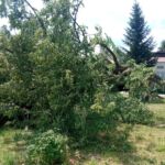 150-letnia lipa św. Jana Napomucena nie przetrwała nocnej nawałnicy - Polskie Radio Rzeszów