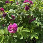 Czerwiec w ogrodzie – czas na rośliny ozdobne 5 - Polskie Radio Rzeszów Czerwiec w ogrodzie – czas na rośliny ozdobne - Polskie Radio Rzeszów