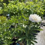 Czerwiec w ogrodzie – czas na rośliny ozdobne 2 - Polskie Radio Rzeszów Czerwiec w ogrodzie – czas na rośliny ozdobne - Polskie Radio Rzeszów