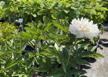 Czerwiec w ogrodzie – czas na rośliny ozdobne