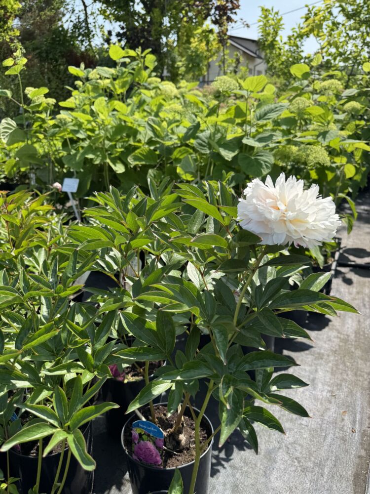 Czerwiec w ogrodzie – czas na rośliny ozdobne