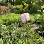 Czerwiec w ogrodzie – czas na rośliny ozdobne 3 - Polskie Radio Rzeszów Czerwiec w ogrodzie – czas na rośliny ozdobne - Polskie Radio Rzeszów