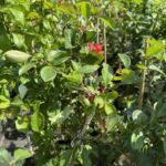 Czerwiec w ogrodzie – czas na rośliny ozdobne 6 - Polskie Radio Rzeszów Czerwiec w ogrodzie – czas na rośliny ozdobne - Polskie Radio Rzeszów