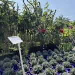 Czerwiec w ogrodzie – czas na rośliny ozdobne 4 - Polskie Radio Rzeszów Czerwiec w ogrodzie – czas na rośliny ozdobne - Polskie Radio Rzeszów