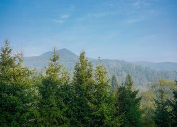 Lasy Państwowe planują wycinki w Bieszczadach. Organizacje ekologiczne protestują