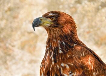 Nieudane udane lęgi orłów przednich. Znacznie mniej piskląt niż rok temu