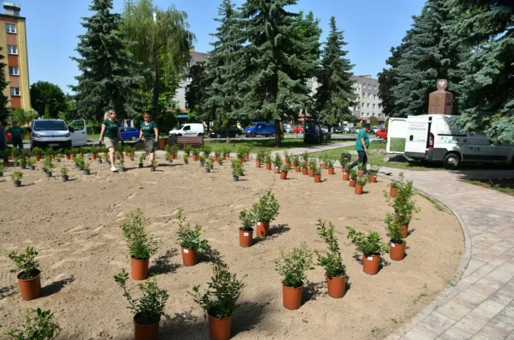 Nowa Sarzyna zyskała nowe tereny zielone i odnowione chodniki